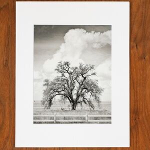 11x14 Matted Fine Art Photo, Oak Tree Black and White Wall Art
